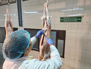LAMB MEAT - GOLDEN AGRI TRADING - India