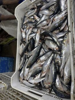 Sardine for bait from Group Pelagic Sardine for bait - Group Pelagic - Mauritania