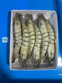 Frozen Black Tiger Shrimp HOSO - PL VICTORY SDN BHD - Global