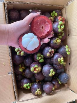 Fresh Mangosteen - BF GLOBAL TRADING (PTY) LTD - South Africa