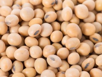 Soybean