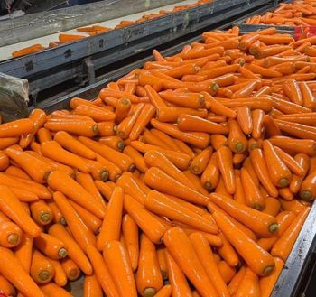 Vietnam fresh carrots high quality - VINAGREEN TRADING AND IMPORT EXPORT COMPANY LIMITED - Vietnam