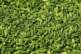 FENNEL SEEDS Sweet Fennel  Ground Fennel (for powder form)  Foeniculum Vulgare - MSQUARE TREND - India