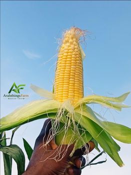 sweet corn Origin nigeria Features Organic Delivery Form Sacks Packaging Size > 10 kg to 25 kg - arabthings farm ltd - Nigeria