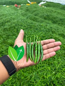 Green chilli - Vivek Enterprises - India