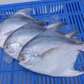 Frozen Silver Pomfret Fish Export Quality Whole Seafood Selection For International Food Industry Distribution - TOSOH INTERNATIONAL - South Africa