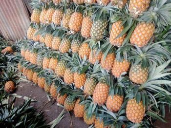Green Solid Fresh Pineapple - malter group - Tanzania