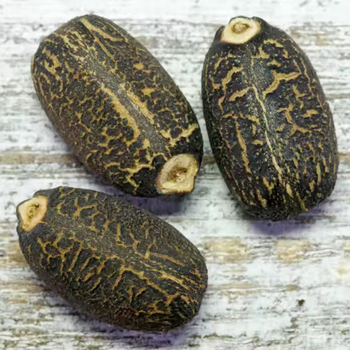 Jatropha Seed Form Seeds And Oils Source Naturally Sourced Oil Type Natural Jatropha Oil Processing Method Cold Pressed Primary Application Biodiesel - PT JOEL SUMBER BERKAT INDONESIA - Indonesia