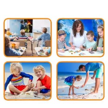 Wholesale Sea Life Amber Science Artificial Shellfish Specimens Gifts Dig Kits Toys - GOOD SELLER CO., LTD - China