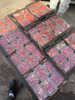 Agriculture, Food & Beverage – product photo, Food Beverage products found from trusted suppliers, wholesalers, manufacturers & exporters Listing