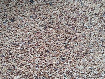 Black seeds from M Black seeds - M - India