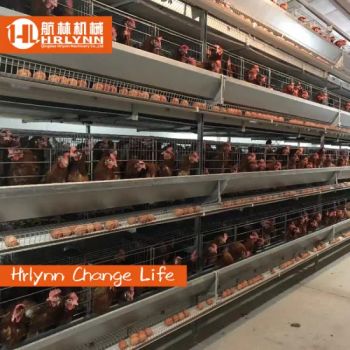 Automatic Galvanized Farm Equipment Poultry Bird Egg Hen Layers Battery Cage - Qingdao Hrlynn Machinery Co., Ltd. - China