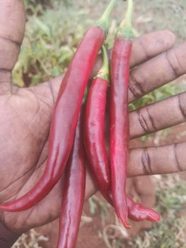 Red Chilli - BF GLOBAL TRADING (PTY) LTD - South Africa