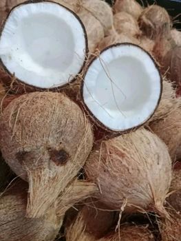 Semi Husked Coconut - PT Agrolink Nusa Internasional - Indonesia