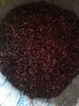 Cocoa beans and cashew nut - Neo cocoa store - Nigeria