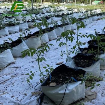 18X18 Large Grow Bags for Planting Vegetables Grow Bag MOQ 5000PCS Origin China Trademark No Model NO. FCF15 HS Code - Henan Fengcheng Plastic Co., Ltd. - China