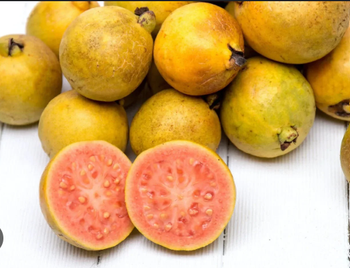 Fresh Guava – Farm-Grown, Export Quality, White/Pink Flesh, Bulk Wholesale Supply - TRADE NEPAL LLC - United States