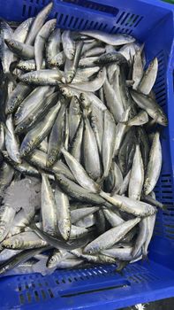 2026 New Catch Frozen Whole Round Sardine Fish Grade A IQF 10kg Carton Bulk Export Wholesale - KAFAIN CONSULTANCY LTD - United Kingdom