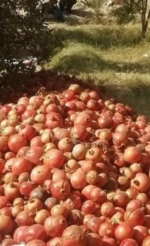 Pomegranate from Sun P Pomegranate - Sun P - Afghanistan