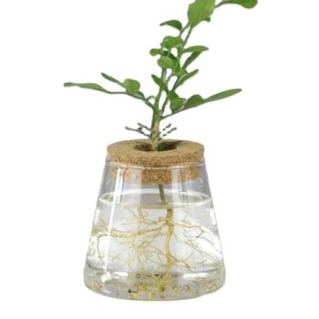 Desktop Plant Ornament Cork Hydroponic Fish Tank Glass Flower Vase Home Decor Glass & Crystal Vases - LIANYUNGANG KAESHING INTERNATIONAL TRADING CO., LTD. - China