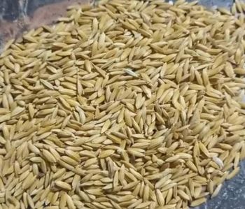 ARROZ PADDY Packaging Type Bulk Harvest Type Latest Harvest Grain Uniformity Uniform Grain Origin Rio Grande Do Sul – - T.J. Dutra LTDA - Brazil