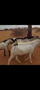 Goats, sheep, - Darman livestock - Somalia