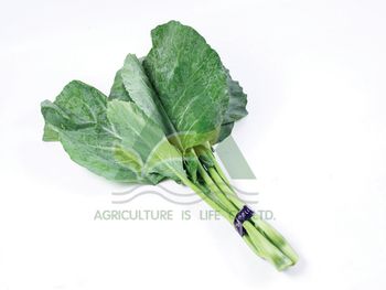Chinese Kale - Agriculture Is Life Co.,Ltd. - Thailand
