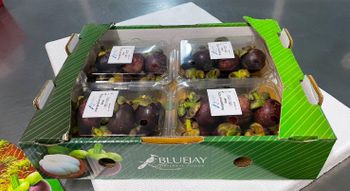 Mangosteen Origin Asia Features Gluten-Free Product Type Fruits & Vegetables - Blue Jay Oriental Foods Thailand Ltd - United Kingdom
