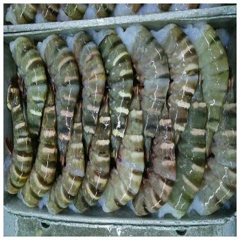 Frozen Fresh Shrimp/Seafood/Black Tiger Prawn Place of Origin THAILAND Form Hoso, Hlso, Pud, P&d Style Fresh, Frozen, Peeled -  DAEWKAEW PANTAMANG Co., Ltd - Thailand