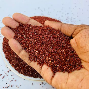 Top grade finger millet bulk supply premium ragi export quality - HIGHPROFILE AGRICULTURE SERVICES LIMITED - Tanzania