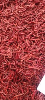 Teja Red Dry Chilli - SHIVRAY INTERNATIONAL IMPORT AND EXPORT COMPANY - India
