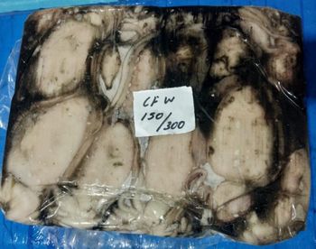 FROZEN CUTTLEFISH WHOLE Packaging 5 KG X 4 Grade 150/300 TO - KUBER SEA FOODS - India