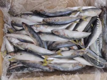 Whole Round Fresh Pacific Mackerel Fish 80-120g Type Fish Origin China Trademark AAA Model NO. Whole Round Producing Area - Xiamen Yangzhen Import and Export Co., Ltd - China