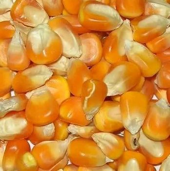 Yellow maize - IJAD AGRO BUSINESS - Tanzania