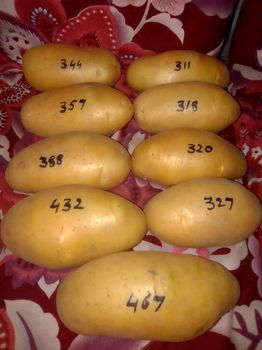 Potato, Onion - Al Makka Enterprises - Pakistan