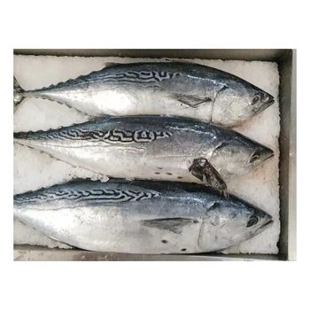 frozen black skipjack Flavor Rich Texture Firm Origin Thailand Shelf Life Long Grade AA, Premium Place of Origin THAILAND -  DAEWKAEW PANTAMANG Co., Ltd - Thailand