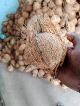 Semi Husk Coconut - Sangam Exim - India