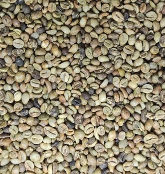 Robusta Green Bean Coffee - PT ANAK MENOL IKAK - Indonesia