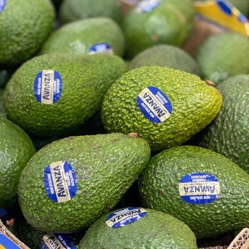 Fresh Avocado Direct From Farms Fresh Avocado Sweet And Soft Fresh Avocado For Cooking And Snacks - AGRONOVA - United States