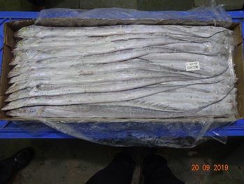FROZEN RIBBON FISH Origin India Grade 100/200 Packaging 10 KGS Size 100/200, 200/300, 300/400, 400/700, 700/up Product Types Frozen Ribbon Fish Iwp, Silver Pomfret, Chinese Pomfret, Black Pomfret, Ribbon Fish, Sole Fish, Yellow And Silver Croaker Fish, Leather Jacket Fish Whole & Hgt, Groupers, - KUBER SEA FOODS - India