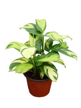 Ctenanthe Lubbersiana Varigata Natural Live Indoor Plants Origin Foshan Scent Odorless Application Indoor HS Code 0602909199 - Foshan Sanshui Youngplants Co., Ltd. - China