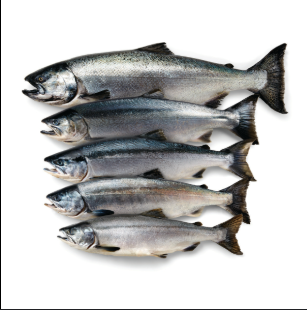 Premium Frozen Atlantic Salmon – Whole / Fillet, Skin-On or Skinless, IQF Processed, Export Quality - TRADE NEPAL LLC - United States