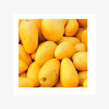 bulk Purchase Greatest Quality Pure & Natural Mango Premium Grade 100% Fresh Mango / Yellow Mango Exporter - Medcompex Gmbh - United Kingdom