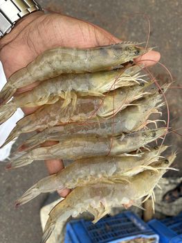 Fresh prawns and blue swim crabs Origin India Source Live Catching Product Type Meat & Meat Products Quality Assurance Procured Directly By Manufacturer - Raju - India