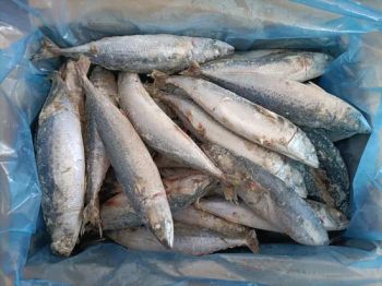 Frozen Seafood: Sea Frozen Fresh Mackerel 200-300g Loose Carton - Shishi Zhengyuan Aquatic Product Science&Technology Development Co., Ltd. - China