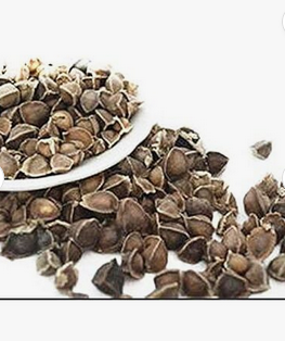 Moringa Oleifera Moringa Seeds Sehjan Beej Sahjan Seeds Sohjana Maranga Seed Raw Herbs Wholesale Plant Extract - Almaa SCS - Belgium