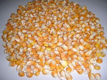 Beans, Maize, Peanuts, Soybeans, Lentils Protein Min. 35% Moisture Max. 9% Purity Min. 97.5% Damaged Max. 1.5% Oil Content Min. - MEME GROUP COMPANY LTD - Cameroon