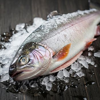 Frozen Atlantic Trout Premium Grade Best Selling Seafood for Commercial and Foodservice Use - PILOTEXPORT IMPORT AND EXPORT LTD - South Africa