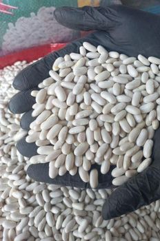 Egyptian white kidney beans _ crop 2026