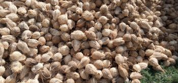 Semi husked coconut Grade A Husk Removal Level Partial Shelf Life Balanced Freshness Preservation Handling Ease Easier To Grip And Transport - CHANDAN GLOBAL - India